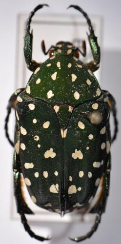 Protaetia niveoguttata